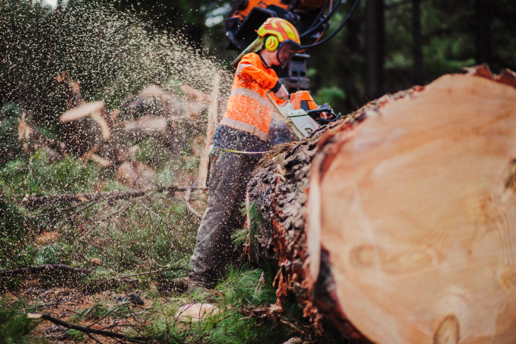 cutting through large log